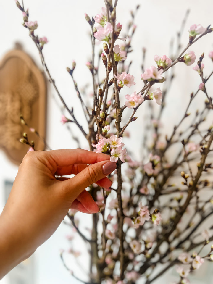 Sakura Cherry Blossoms (Fresh From Japan)